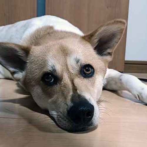 ほっと一息「『ちくわ♂』です」（株）高橋呉服店　高橋 信善